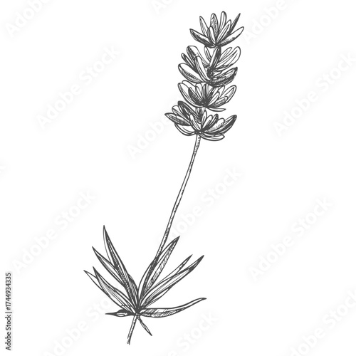 Graphic sketches of lavender flowers. Botanical sketches. Set of floral illustrations.