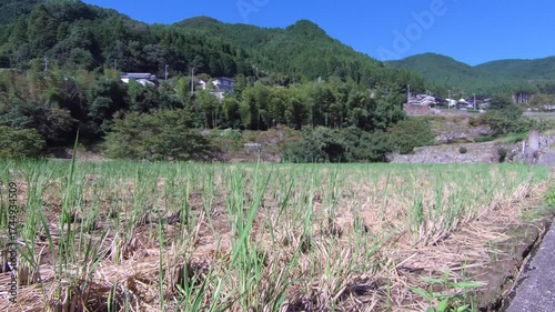 秋の田園