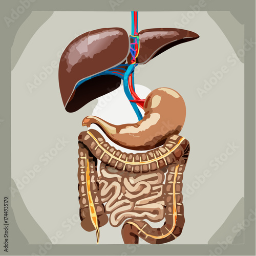 Anatomical illustration of the human digestive system, showing liver, stomach, and intestines