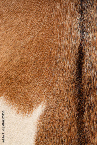 Wallpaper Mural Ziegenfell / Tierfell Torontodigital.ca