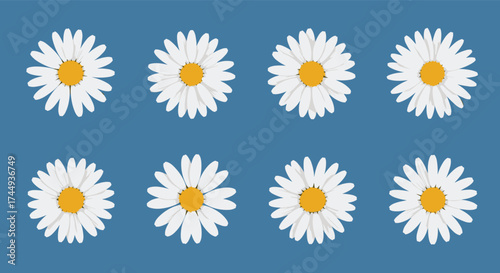 A collection of eight white daisies with yellow centers on a blue background.