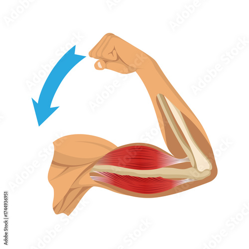 Arm muscle biceps with skeleton. Muscle tension of human hand on white background. Bones and joints in male silhouette. Medical vector illustration of hand for clinic or hospital