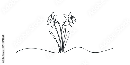 Minimalist single line drawing of two daffodils in bloom