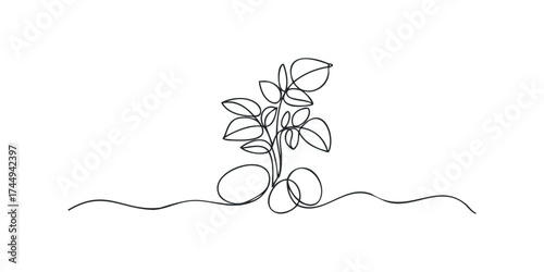 One line drawing of potato plant with leaves and tubers