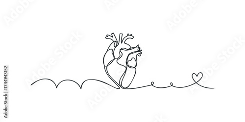 Continuous line drawing of a human heart with a heart shape.