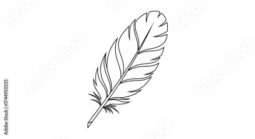Detailed HandDrawn Feather Illustration on White Background.