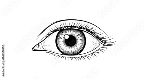 Detailed HandDrawn Human Eye Illustration with Eyelashes and Pupil on White Background.