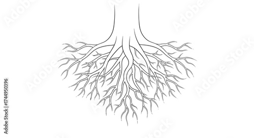 Detailed Tree Root System Illustration on White Background.
