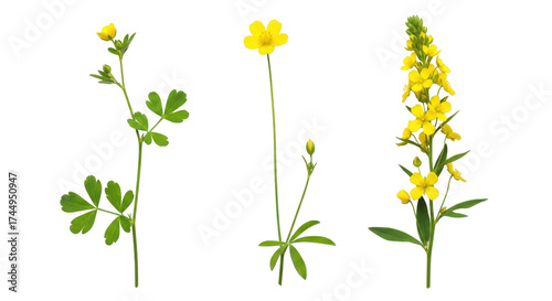 Fototapeta Naklejka Na Ścianę i Meble -  Isolated arrangement of three buttercup wildflower stems for botanical design, illustration