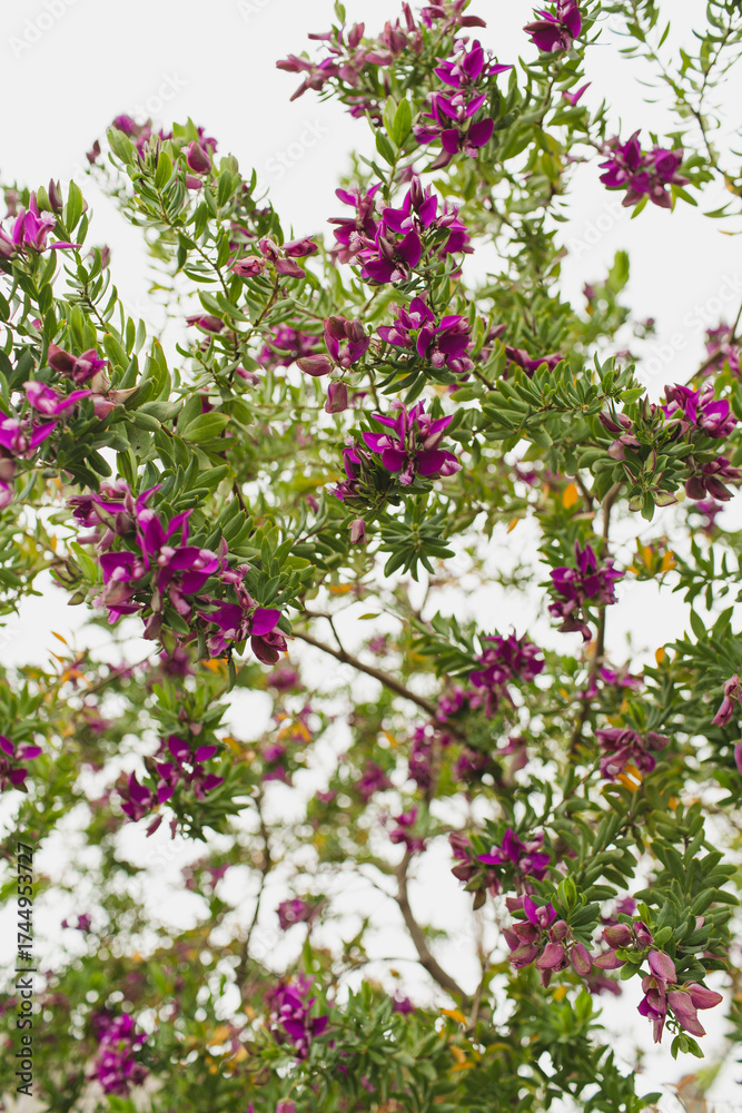 Obraz premium Blooming Purple Flowers on Green Foliage