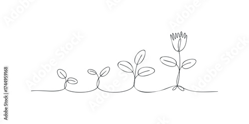 Single line drawing shows progression from seedling to flower