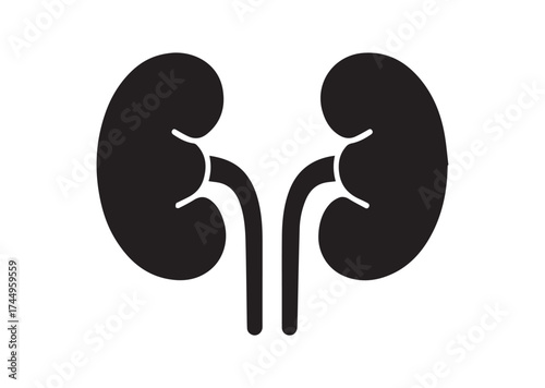 Kidney icon, Kidney solid vector design