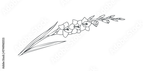 Outline Drawing of Gladiolus Flower Stalk