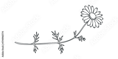Outline drawing of a single chamomile flower with leaves
