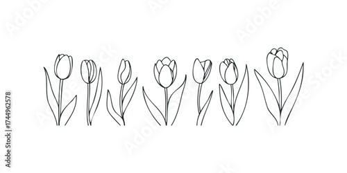 Line Art Tulip Flowers Set on White Background