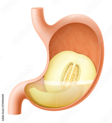 Human Stomach with melon. The stomach digests melon. A stomach filled with healthy and wholesome food. Proper nutrition. Realistic 3d Vector illustration. Food digestion process illustration
