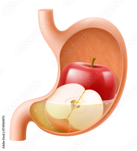 Human Stomach with red apple. The stomach digests apple. A stomach filled with healthy and wholesome food. Proper nutrition. Realistic 3d Vector illustration. Food digestion process illustration