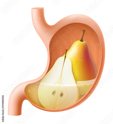 Human Stomach with pear. The stomach digests pear. A stomach filled with healthy and wholesome food. Proper nutrition. Realistic 3d Vector illustration. Food digestion process illustration