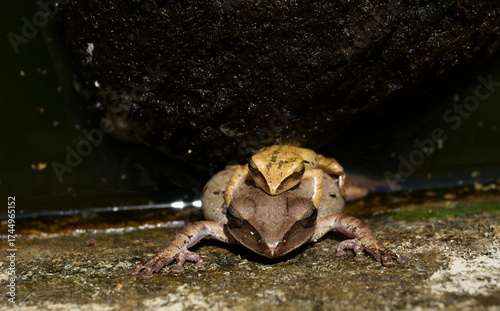 Frogs are mating on water , Amphibians in tropical Asia , Local creature in Thailand , Reproductive system of animal , Common tree frog breeding by the male is hugged on the female back