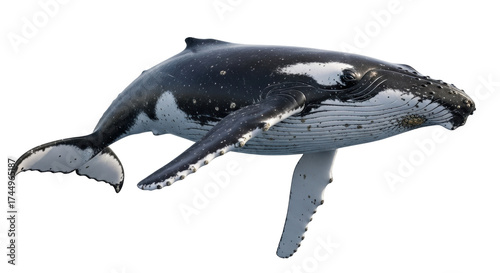 Isolated Humpback Whale in Mid-Ocean with Unique Markings, Ocean Wildlife in Nature