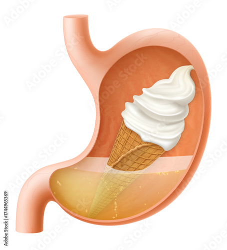 Human Stomach with vanilla ice cream in a waffle cone. The stomach digests ice cream. A stomach filled with sweet food. Proper nutrition. Realistic 3d Vector illustration. Food digestion process.