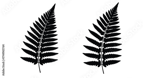 Two detailed black and white illustrations of fern fronds are shown
