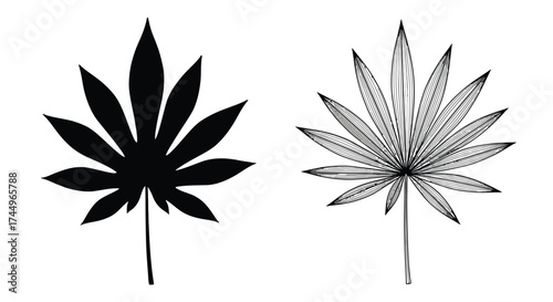 Two cannabis leaves one solid black and one detailed with lines