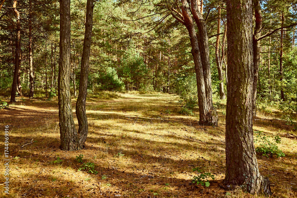 Obraz premium drzewa ,las