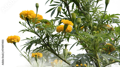Fototapeta Naklejka Na Ścianę i Meble -  marigold tree, isolated on a transparent background PNG