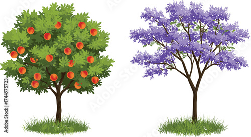 Fruit tree with orange fruits, flowering purple tree, nature contrast, seasonal growth, botanical diversity, garden landscape, vibrant foliage, outdoor beauty