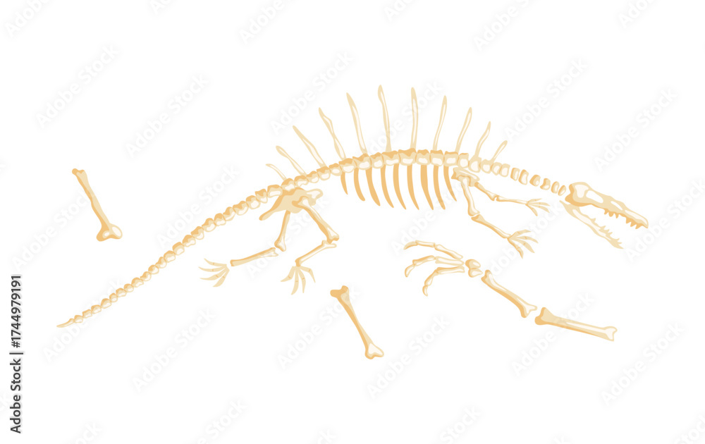 Obraz premium Dinosaur skeleton vector illustration. Dino skeletons, dinosaurs, fossils side view isolated. Antique animals skull and bones. Ancient creature monsters museum