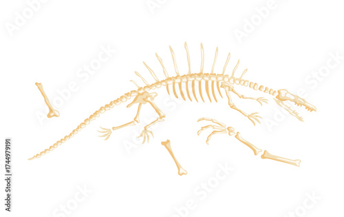 Dinosaur skeleton vector illustration. Dino skeletons, dinosaurs, fossils side view isolated. Antique animals skull and bones. Ancient creature monsters museum
