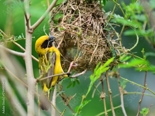 A male Asian golden weaver gathers material for its nest. It's holding a strand of nesting material in its beak at Nakhon Pathom Thailand