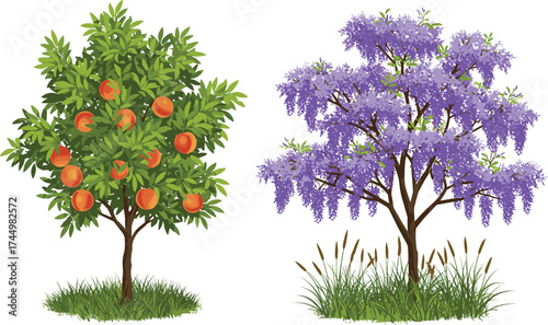 Orange fruit tree and purple flowering tree side by side, vibrant foliage, seasonal contrast, botanical diversity, nature, garden, flora, landscape