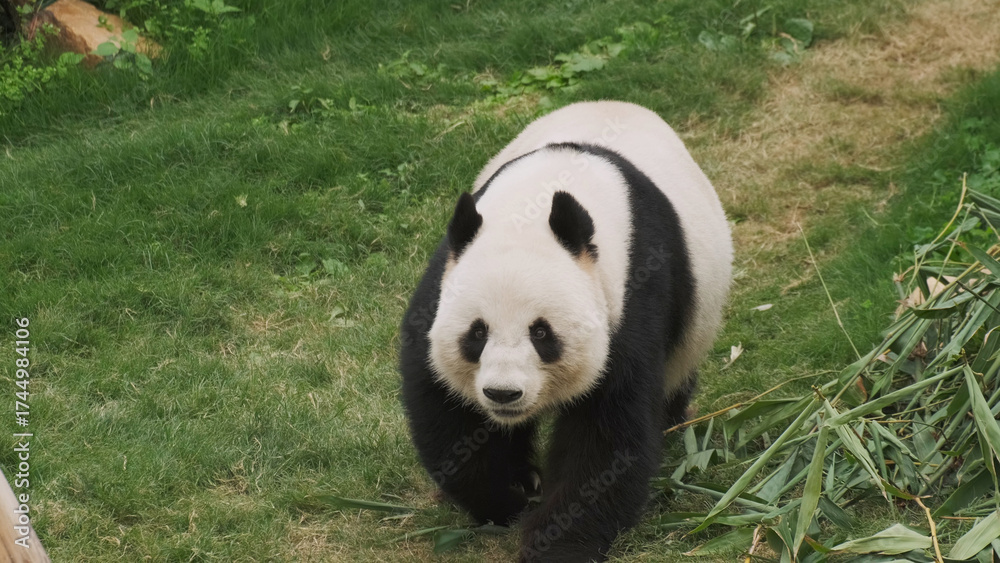 Obraz premium Cute giant panda bear walking