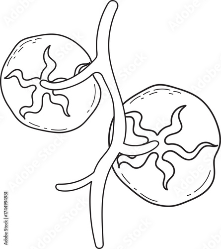 Fresh Tomatoes on Vine - Black and White Line Art Illustration