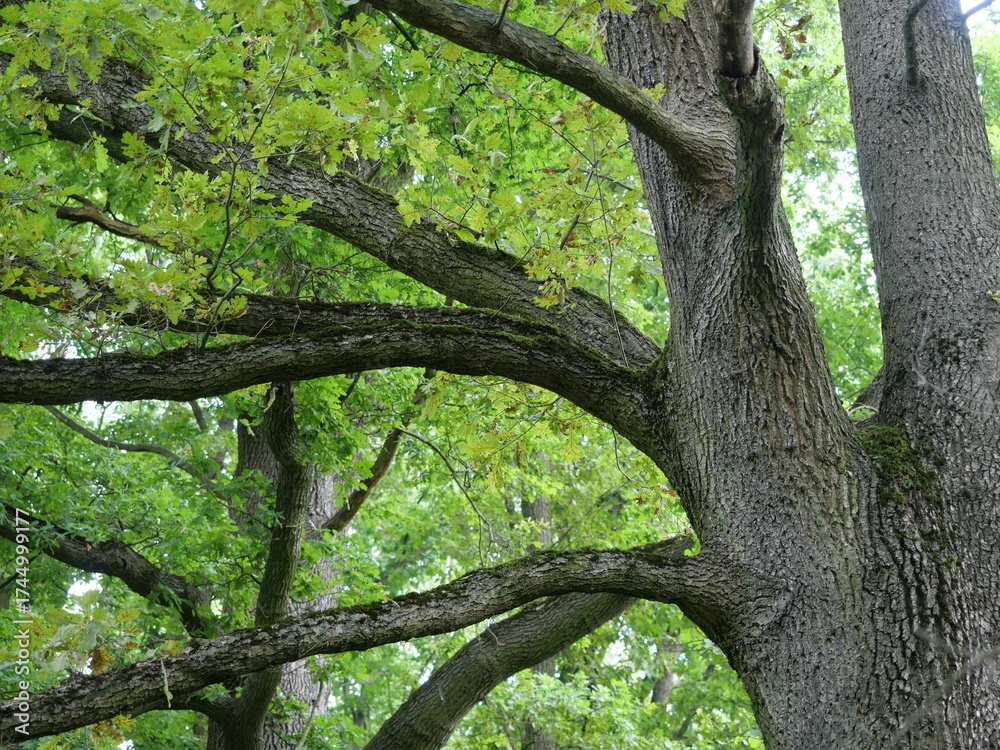 Obraz premium Old oak tree with spreading branches and dense green foliage. Light filters through treetop. Copyspace.