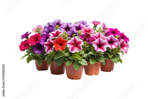 Wallpaper Mural Beautiful petunia flowers in pots create a vibrant floral display against white backdrop Torontodigital.ca
