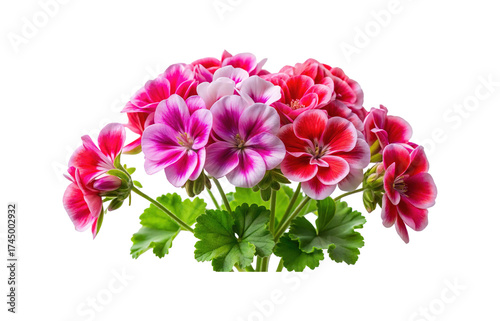 Beautiful bunch of vibrant geranium flowers in full bloom with striking colors