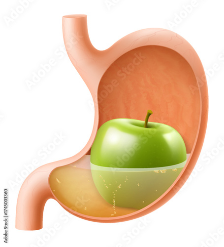 Human Stomach with green apple. The stomach digests apple. A stomach filled with healthy and wholesome food. Proper nutrition. Realistic 3d Vector illustration. Food digestion process illustration