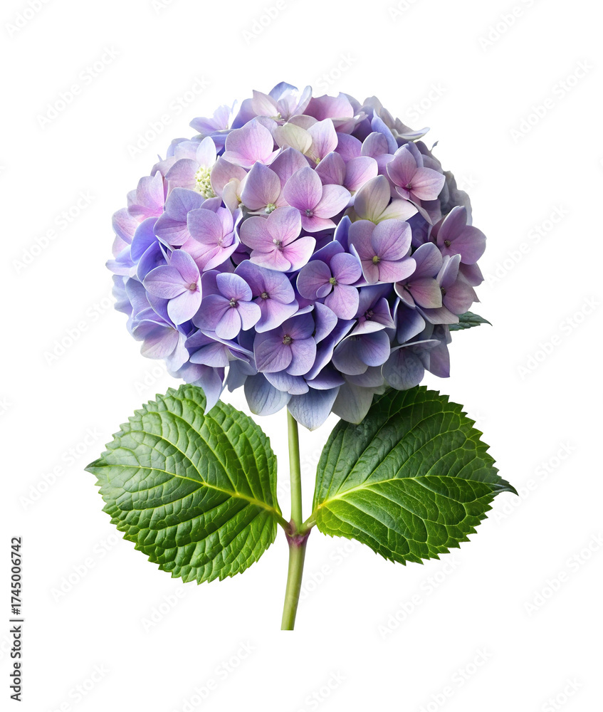 Obraz premium Close up studio shot of a beautiful light purple hydrangea flower