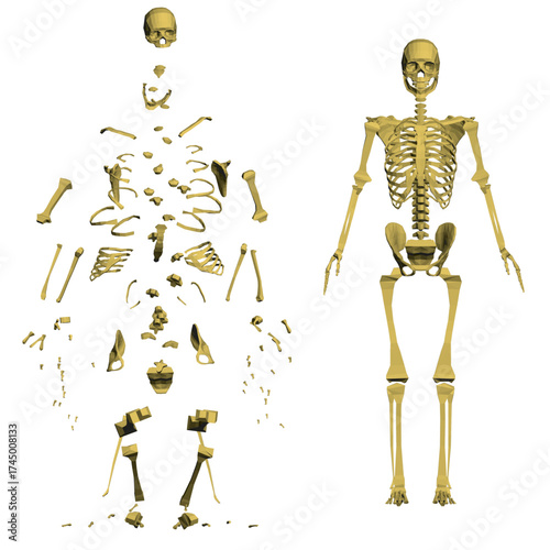 Polygonal skeleton exploding into separate components against a white background. This animated sequence reveals the intricate bone structure in a dynamic digital effect.