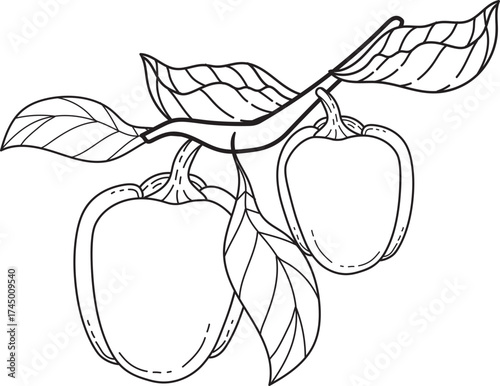 Line Art Illustration of Two Fruits on a Branch with Leaves. Outline drawing for coloring or simple graphic design.