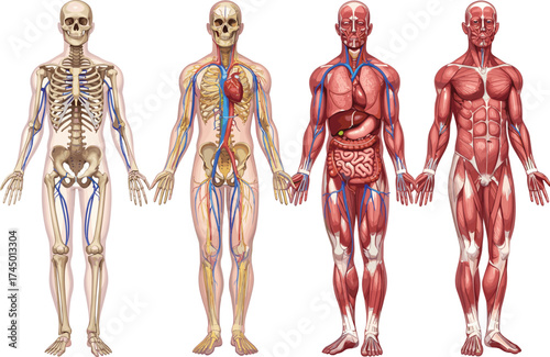 Human anatomy illustration, skeletal, muscular, organ, nervous, circulatory systems, educational medical chart, detailed body structure drawing, vector art, biology reference