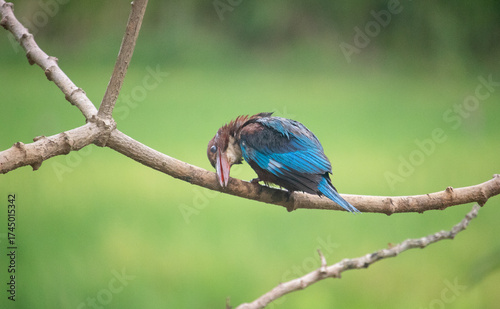 Quadro su tela White-breasted Kingfisher (Halcyon smyrnensis) at my Home Garden