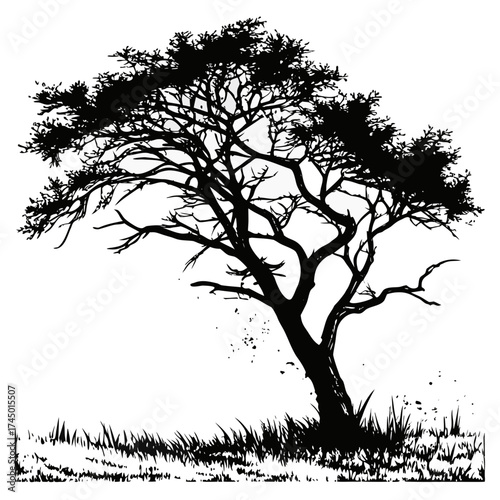 A stark black silhouette of a solitary acacia tree with intricate branches and sparse foliage stands tall against a white background with textured grass at its base