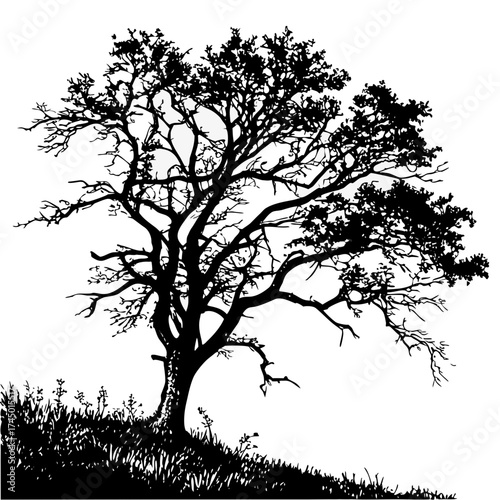 Silhouette of a large spreading tree with intricate branches and a grassy foreground against a white background