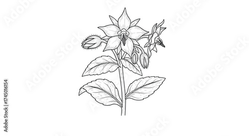 A detailed botanical illustration of a flowering plant with multiple blossoms and leaves.