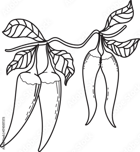 Chili Peppers on Branch Line Art Illustration
