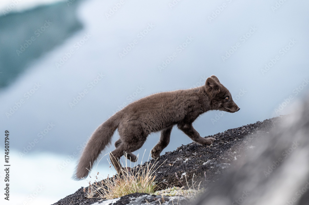 Obraz premium Arctic Fox Ascending a Rugged Slope with an Intent Gaze in Greenland